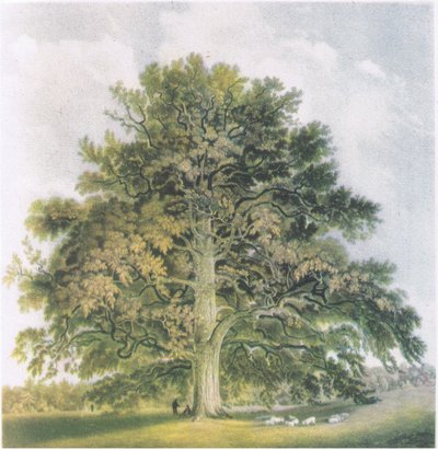 Knotwilgen, Natuur in Groot-Brittannië gepubliceerd door Collins, 1946 door David Cox