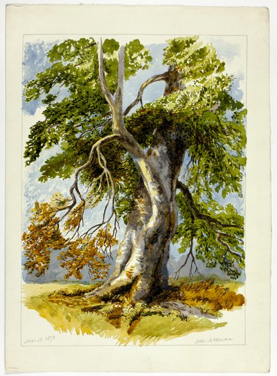 Knoestige boom door David Hall McKewan