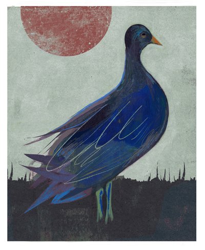 Pigeon Blues door David McConochie