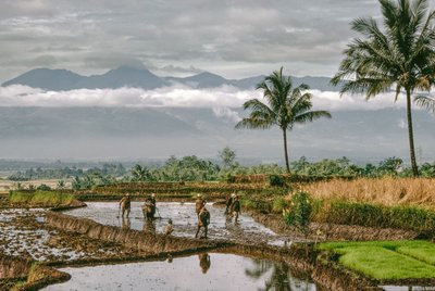 Java, Bandung. Boeren vormen de dijken van hun rijstterrassen, Bandung, Java door Dean Conger