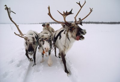 Rendieren trekken een Saami, of Lapp, leider op een slee door de sneeuw. Dichtbij Lovozero, Rusland. door Dean Conger