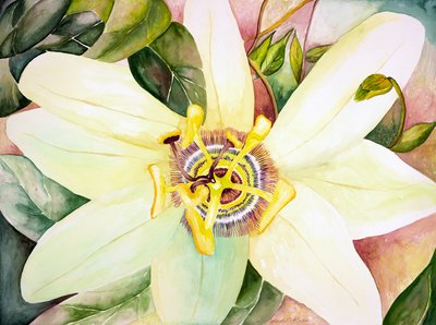 Passiebloem, 2007 (aquarel) door Deborah Eve Alastra