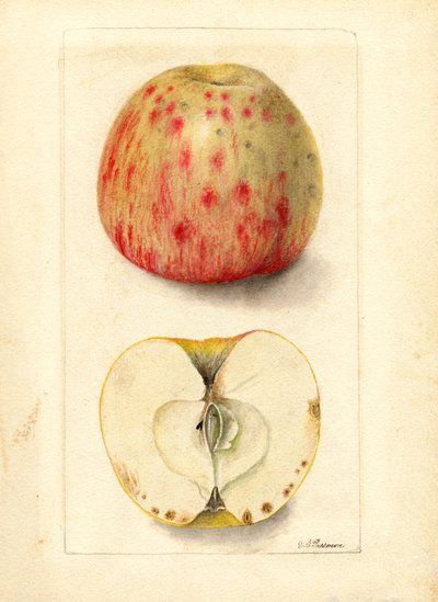 Bittere pitappels (Malus domestica) (aquarel) door Deborah Griscom Passmore
