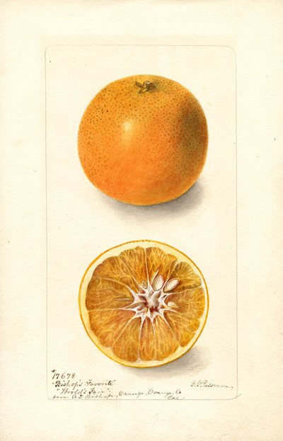 Sinaasappels (Citrus sinensis: Bishops Favorite) (aquarel) door Deborah Griscom Passmore