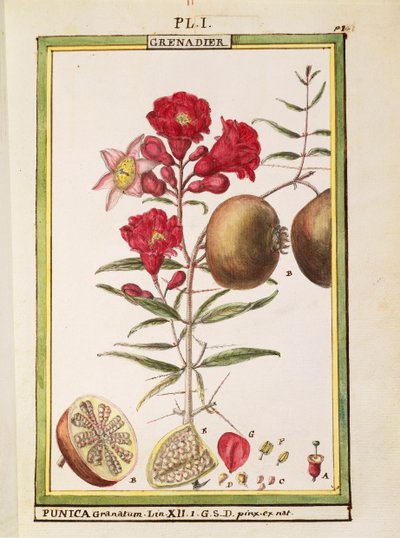 Granaatappel (Punica granatum), aquarel door Delahaye door Delahaye Delahaye