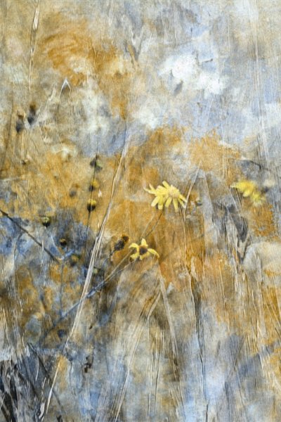 Abstracte weidebloemen door Delphine Devos