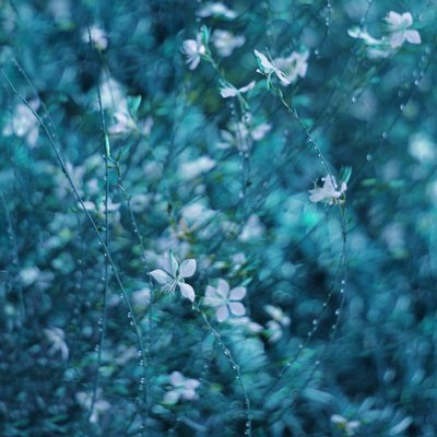 Dromerige blauwe tuinbloemen door Delphine Devos