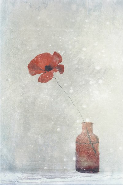 Dromerige rode papaver door Delphine Devos