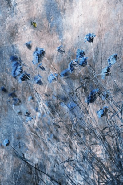 Vervaagde blauwe bloemen door Delphine Devos