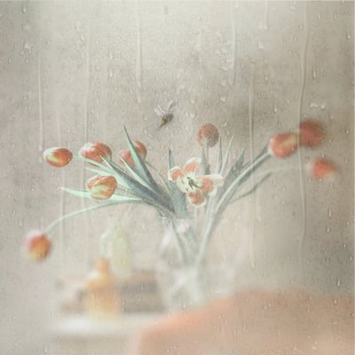 Tulpen in een regenachtig raam door Delphine Devos
