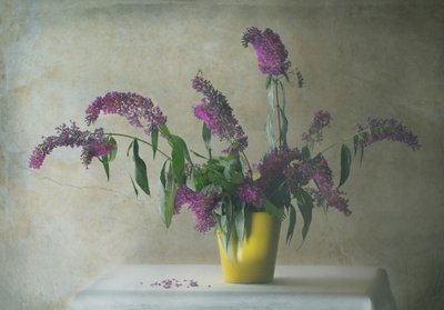  door Delphine Devos