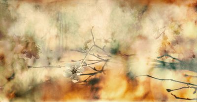  door Desislava Ignatova