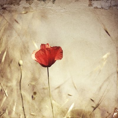  door Desislava Ignatova