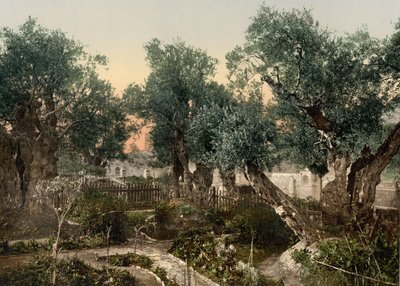 Tuin van Gethsemane, Jeruzalem, Heilig Land, c.1890-c.1900 door Detroit Photographic Co.