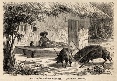 Obstructies van de anterieuren, aldus geïmmobiliseerd, van valaque varkens, in Roemenië. Gravure ter illustratie van de reis van Parijs naar Boekarest, door Lancelot, tekenaar, in 1860, gepubliceerd in 