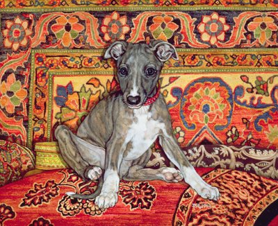 Mijn Whippet Baby door Ditz
