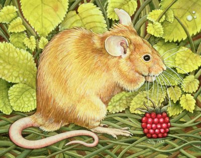 De frambozen-muis door Ditz