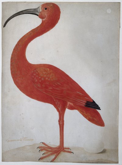 Rode Ibis met een Ei door Dorothea Maria Gsell (attributed to)