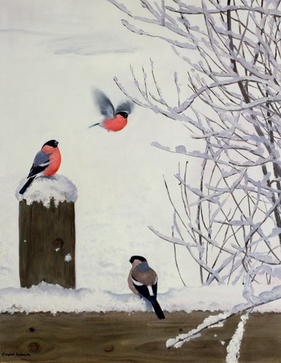Goudvinken op een besneeuwd hek door Douglas Anderson