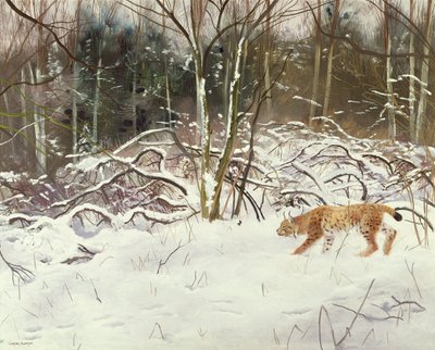Lynx en haas door Douglas Anderson