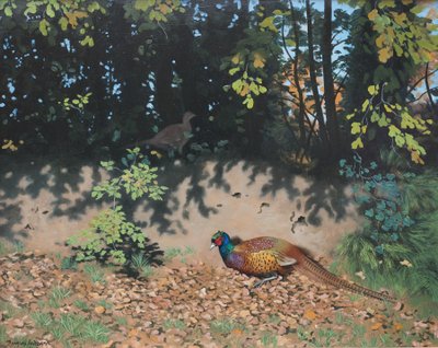 Fazant in de herfstzon, 2000 (olieverf op board) door Douglas Anderson
