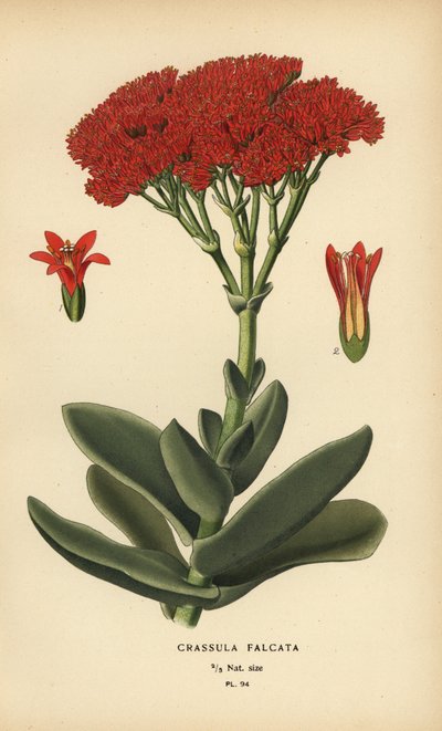 Vliegtuigplant, Crassula perfoliata var. falcata door Désiré Georges Jean Marie Bois