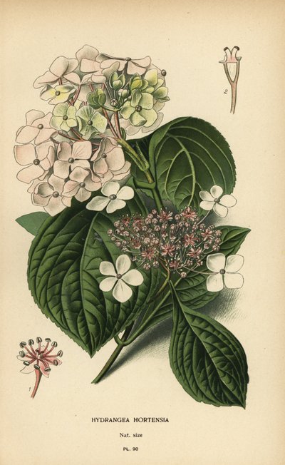 Hortensia, Hydrangea macrophylla door Désiré Georges Jean Marie Bois