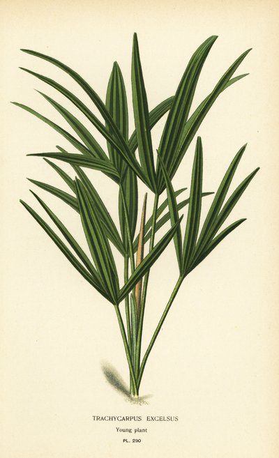 Breedbladige lady palm of bamboepalm, Rhapis excelsa. Chromolithografie naar een illustratie van Desire Bois uit Edward Step