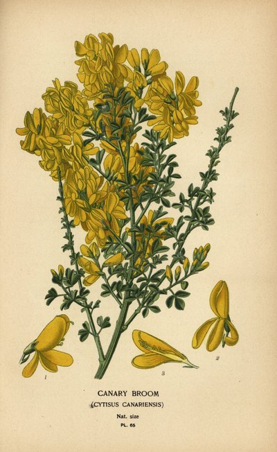 Canarische brem, Genista canariensis door Désiré Georges Jean Marie Bois