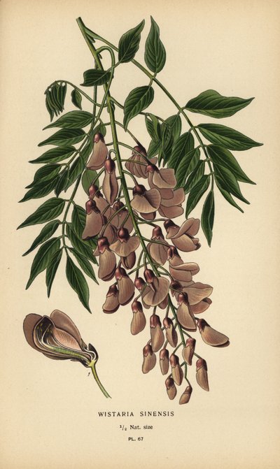 Chinese blauwe regen, Wisteria sinensis door Désiré Georges Jean Marie Bois