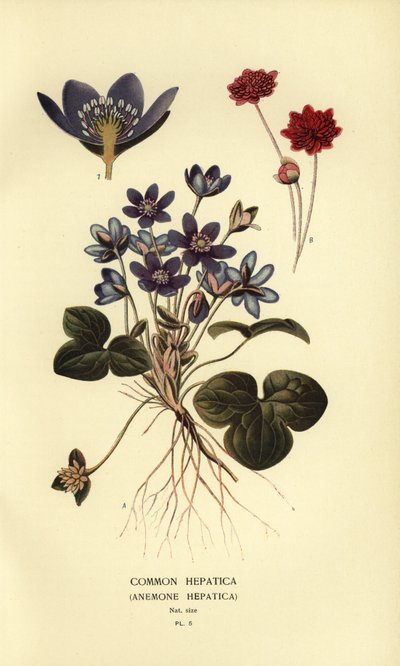 Leverbloempje, Anemone hepatica door Désiré Georges Jean Marie Bois