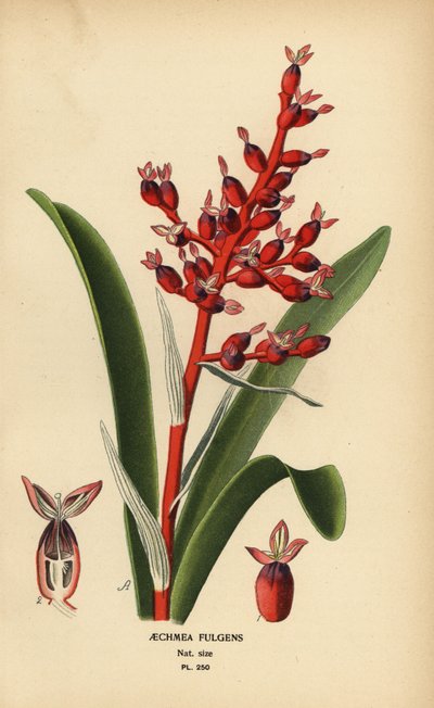 Koraalbes, Aechmea fulgens door Désiré Georges Jean Marie Bois