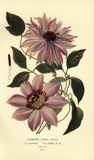 Tuinvariëteiten van clematis door Désiré Georges Jean Marie Bois