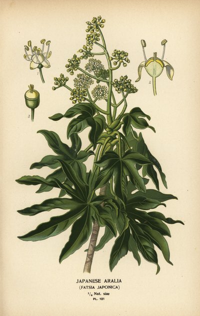 Japanse aralia of glanzendbladige papierplant, Fatsia japonica door Désiré Georges Jean Marie Bois