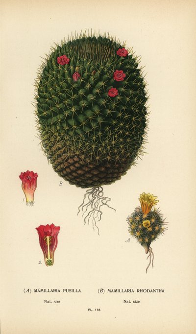 Mammillaria prolifera en Mammillaria rhodantha door Désiré Georges Jean Marie Bois