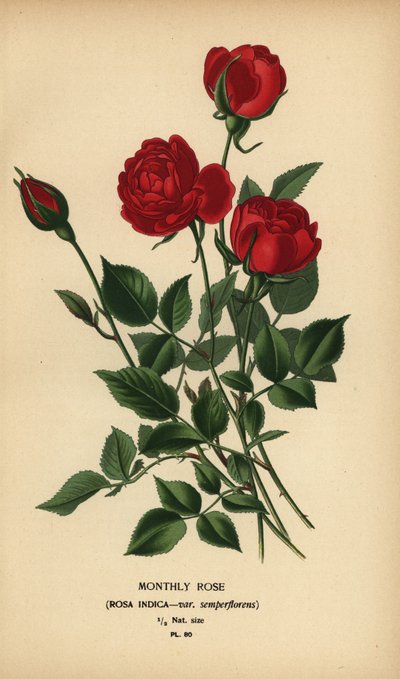 Maandroos, Rosa chinensis var. semperflorens. door Désiré Georges Jean Marie Bois