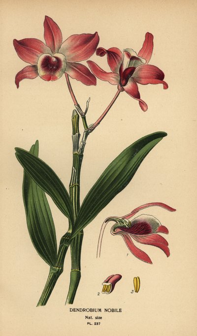 Noble dendrobium orchidee, Dendrobium nobile. Chromolithografie van een illustratie door Desire Bois uit Edward Step