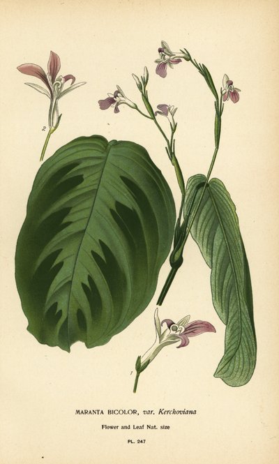 Biddende plant, Maranta leuconeura (Maranta bicolor var. Kerchoviana) door Désiré Georges Jean Marie Bois