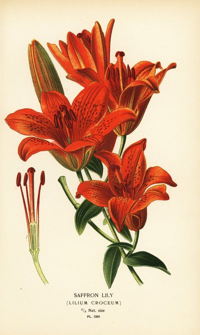 Saffraantulp, Lilium croceum door Désiré Georges Jean Marie Bois