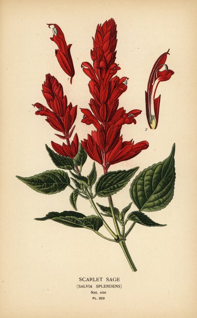 Scharlaken salie, Salvia splendens door Désiré Georges Jean Marie Bois