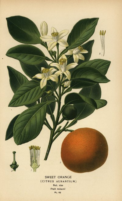 Zoete sinaasappel, Citrus x aurantium door Désiré Georges Jean Marie Bois