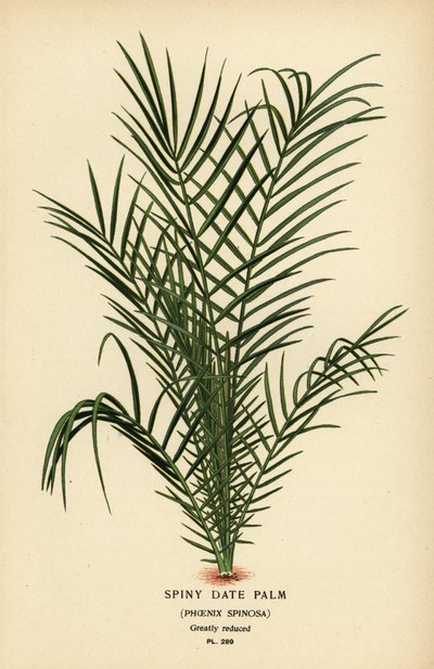 Wilde dadelpalm of Senegal dadelpalm, Phoenix reclinata door Désiré Georges Jean Marie Bois