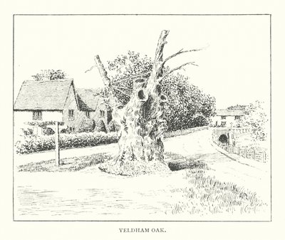 Yeldham Eik door Duncan Moul