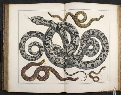 Een python, uit 