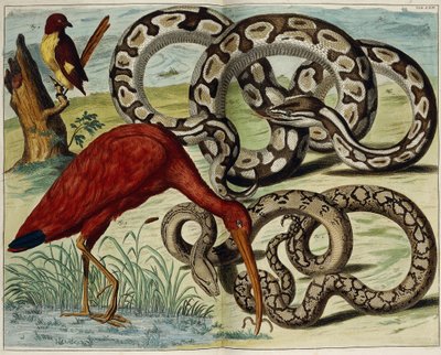 Vogels en slangen, plaat 62, uit "Locupletissimi Rerum Naturalium Thesauri Accurata Descriptio", 1734-1765 door Dutch School