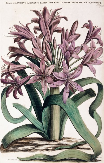Lillio-Narcissus, 1697-1701 door Dutch School