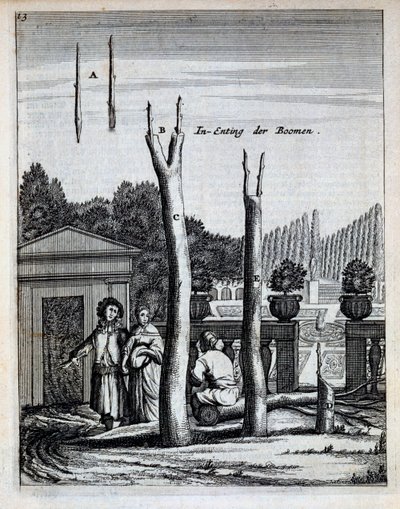 Limoen- en sinaasappelbomen, uit De Nederlandze Hesperides door Jan Commelin, gepubliceerd 1676 door Dutch School