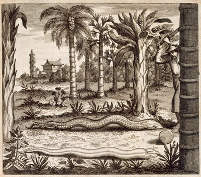 De stenen slang, uit China Illustrated door Athanasius Kircher (1601-80) 1667 door Dutch School