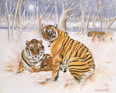 Tijgers in de sneeuw, 2005 door E.B. Watts