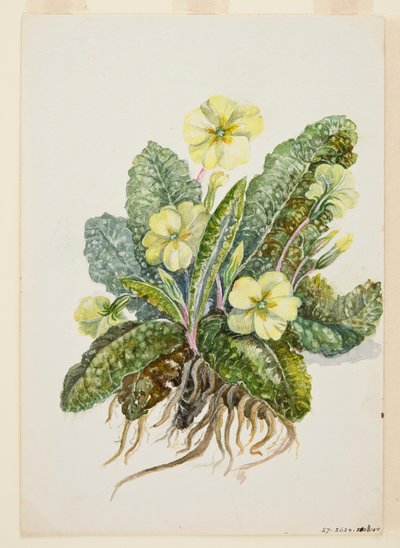 Primula vulgaris Huds Sleutelbloem, ca. 1920s door EF Crowley